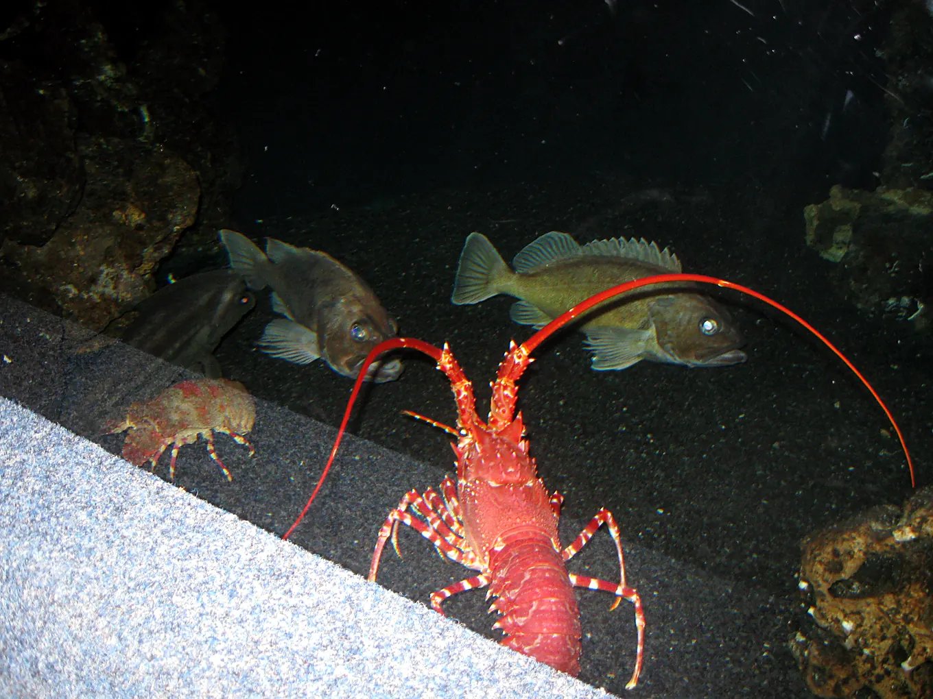 2009 年南非实拍：水族馆海底隧道